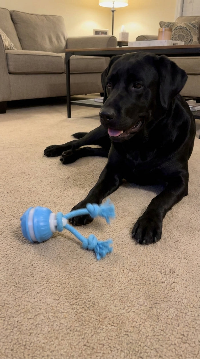 Our boy loves it — quick delivery too!