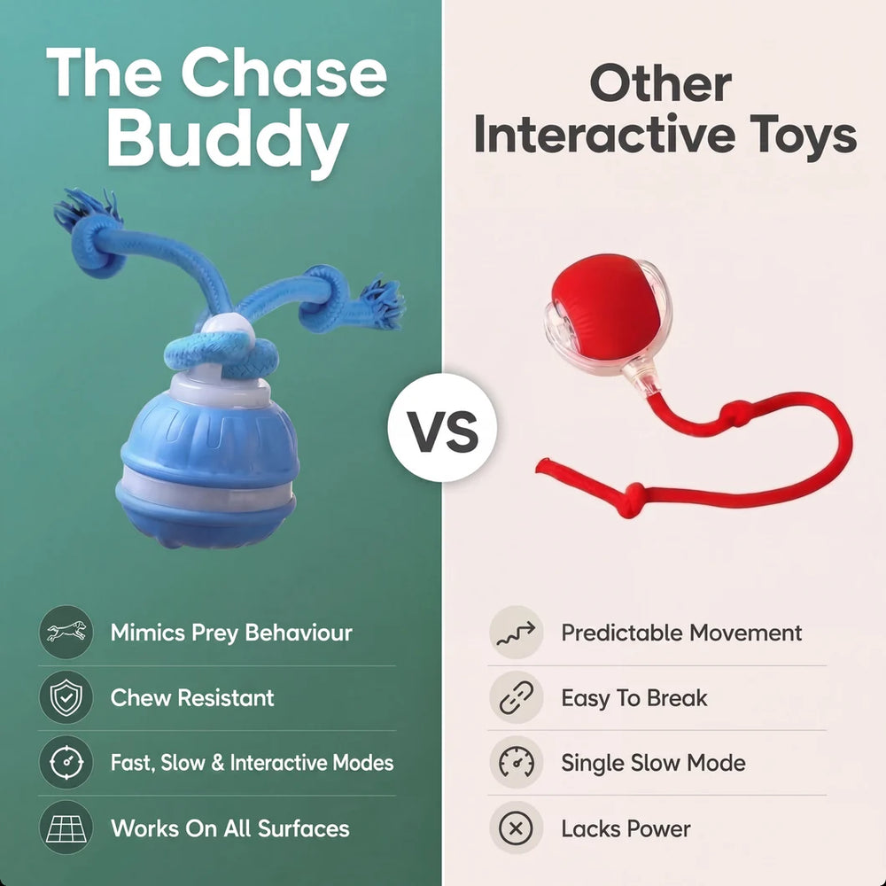 Zoomie™ Chase Buddy