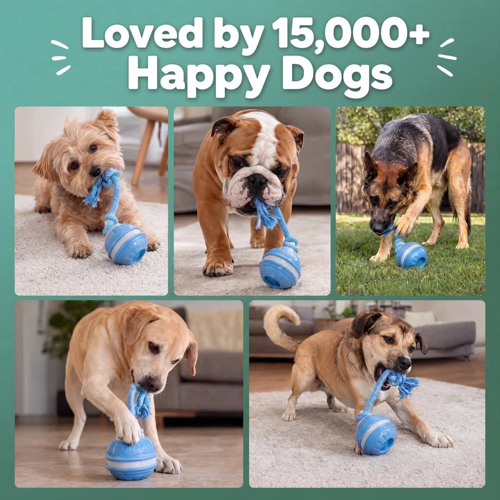 Zoomie™ Chase Buddy