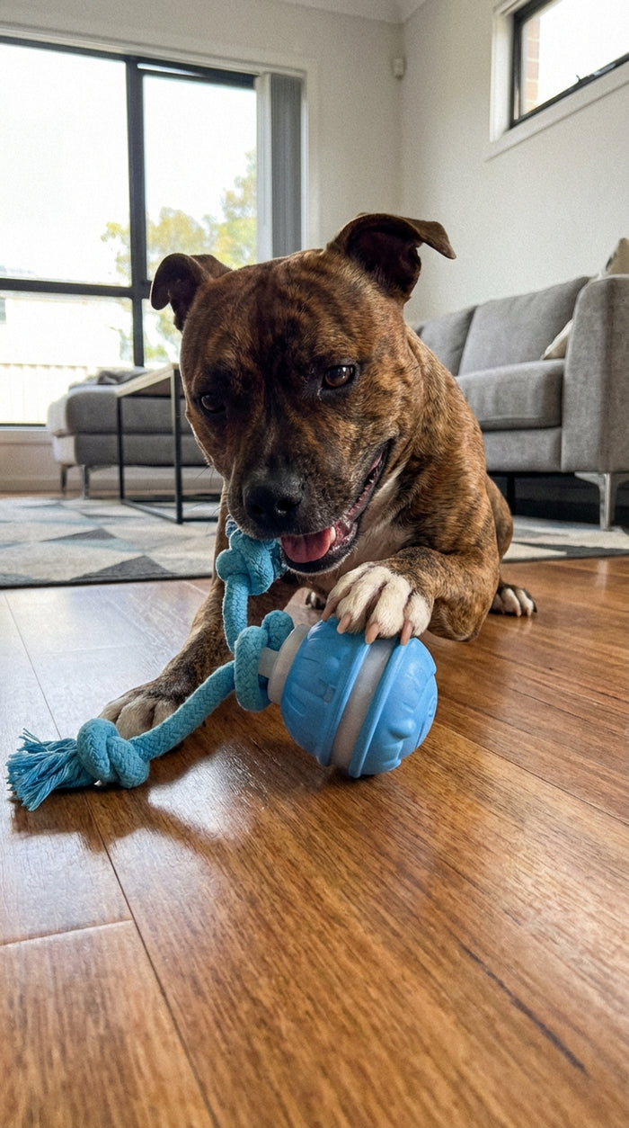 Our staffy loves his new toy